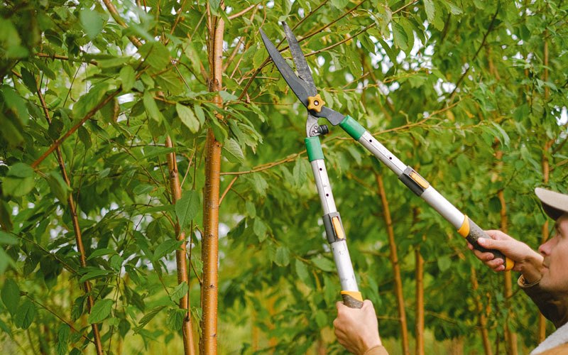 Tree trimming in Himrod, NY