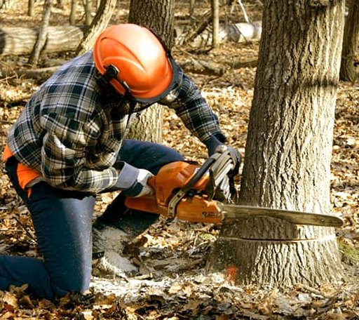 Tree Removal in Himrod, NY
